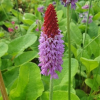 Primula vialii